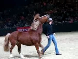 Natural horsemanship Honza Bláha