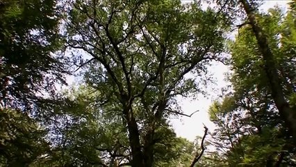 Teil 08: Solling (Heimatgenüsse aus Niedersachsen)
