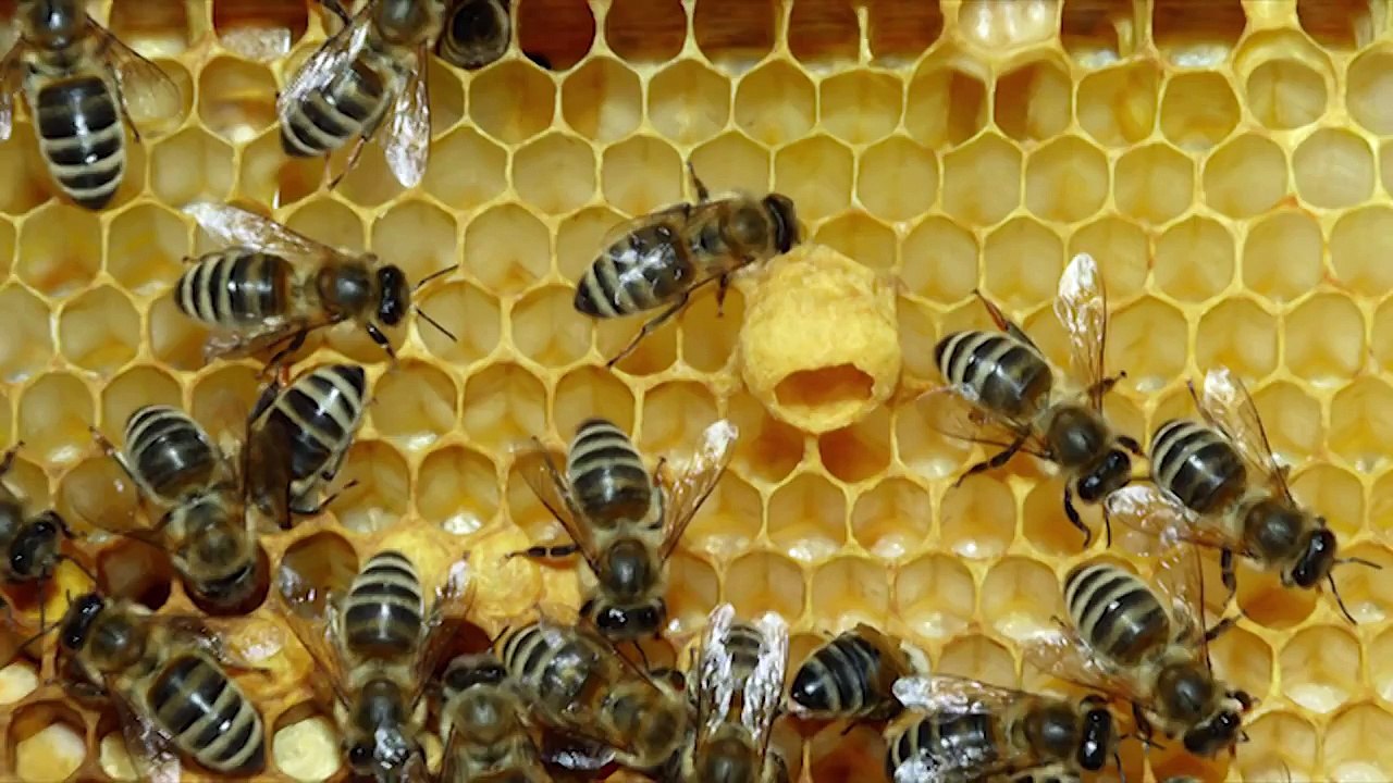 QUEEN BEE + HER ROYAL JELLY!