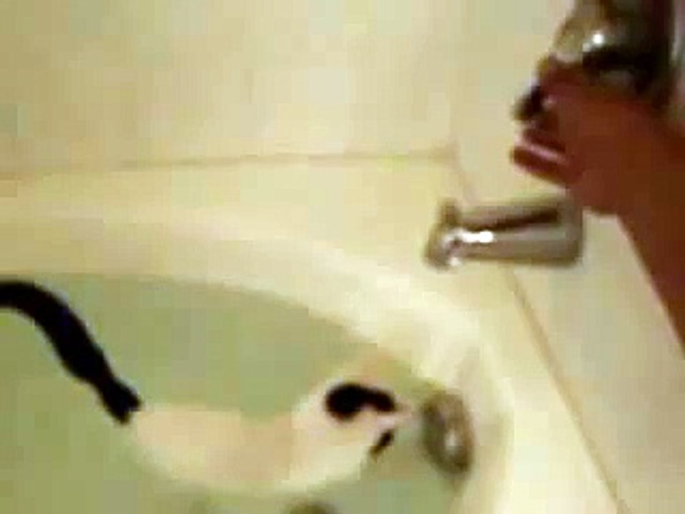 Gato - ¿Le gusta el baño?