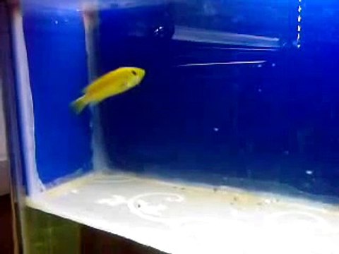 CİKLET SARI PRENSES AĞZINDA YAVRU