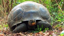 Richard Dawkins: Saddles and Domes: Evolution of the Giant Tortoises