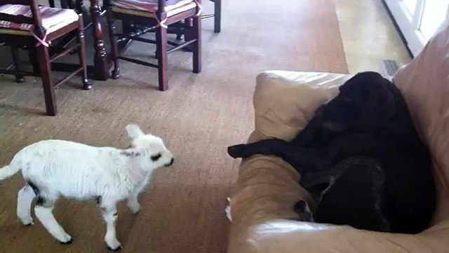 Adorable Pet Lamb Thinks She's a Dog