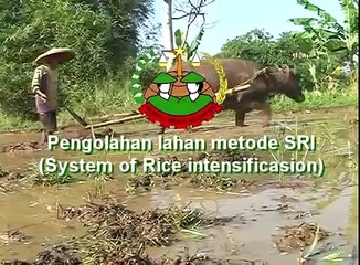 Budidaya padi organik metode SRI (3)
