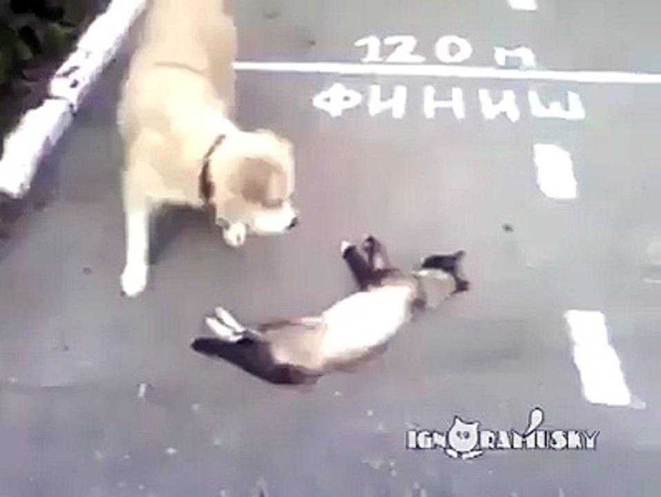 Funny Video  :-)  Grief Moment