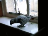 African grey swears