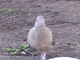 Mourning Dove Chick [Backyard Bag Feeder Project]