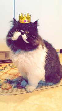 Ice Cream-Loving Cat Gets Brain Freeze