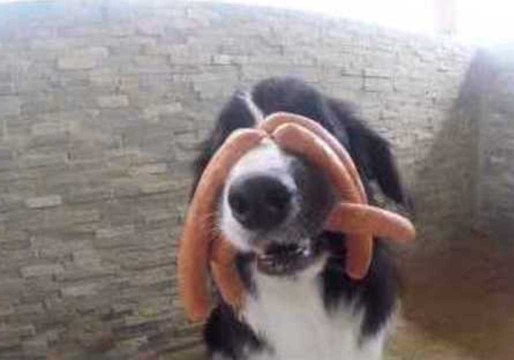 Dog Displays an Amazing Ability to Resist Temptation