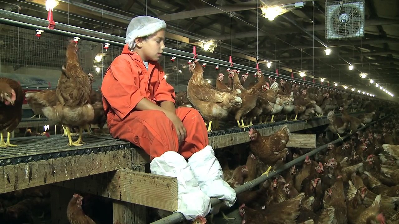 Visit Willamette Egg Farms' organic hen house