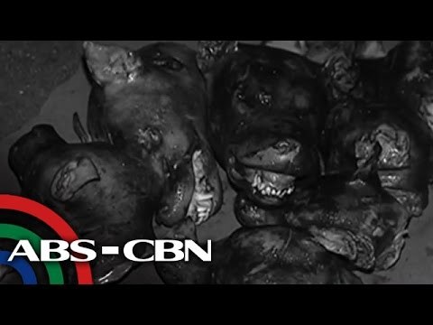 Karne ng aso nasamsam sa QC