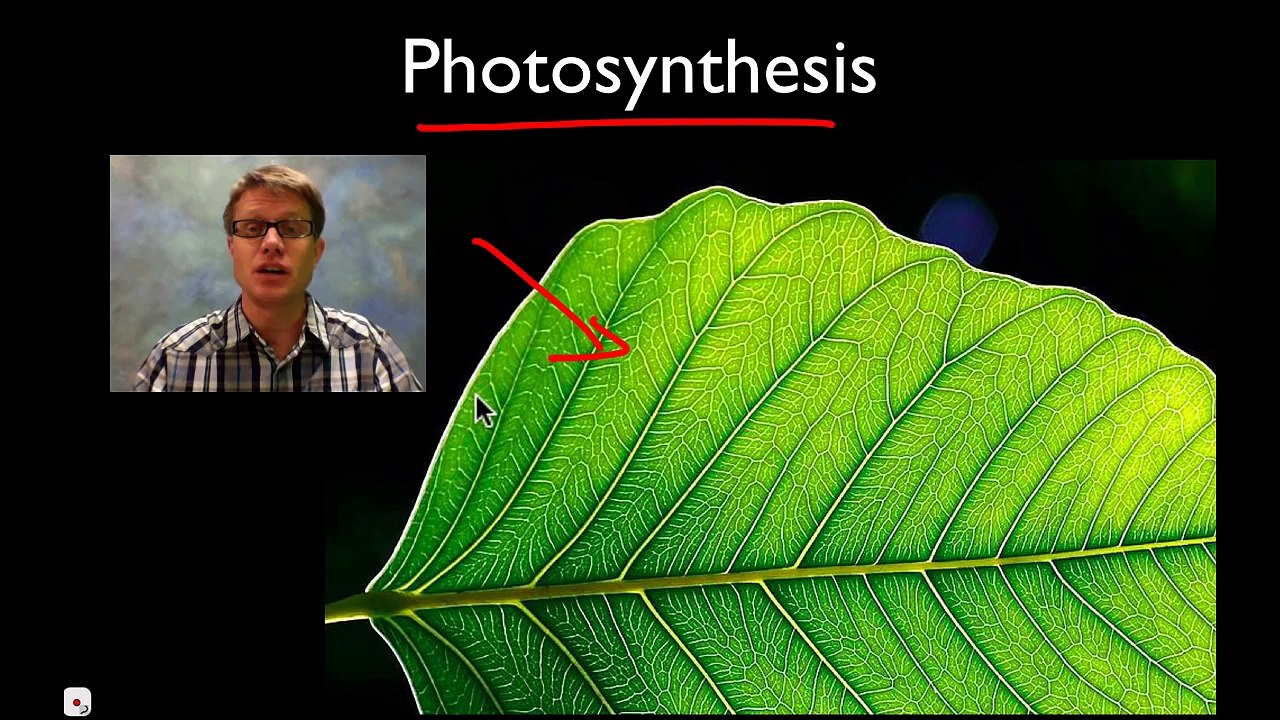 Photosynthesis