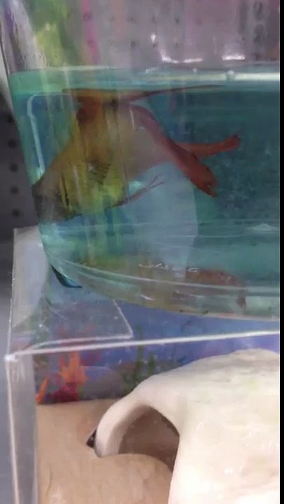 Walmart Betta Fish