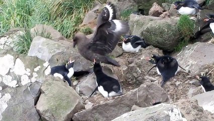 Brown skua steals Rockhopper penguin egg.