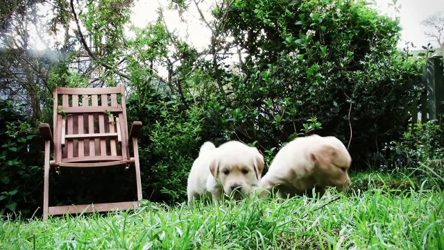 Golden Retriever Puppies growing weeks 1-12