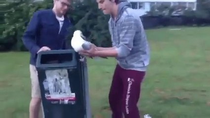 Sauver une mouette coincée dans une poubelle