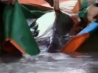 Dolphin saves whales in New Zealand