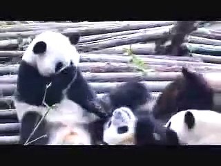 パンダがくしゃみをしまくる！