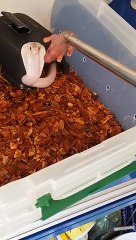 Leucistic Monocle Cobra Eating