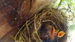 GoPro au dessus d'un nid d'oiseaux : moments magiques capturés
