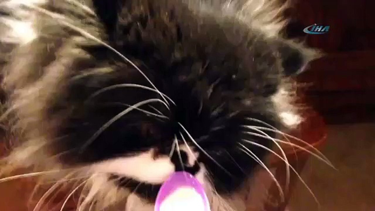 Bu da gurme kedi