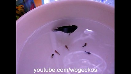 Potbelly Balloon Molly Gives Birth