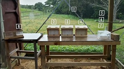 A Crow who solved a complex mystery