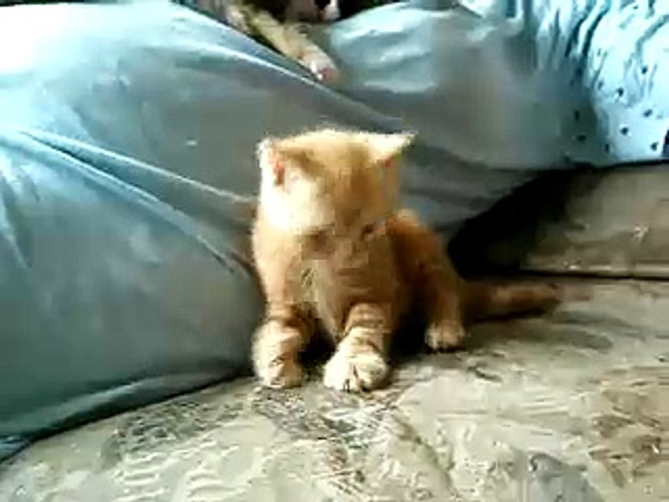 Saffy the kitten - taking her first steps