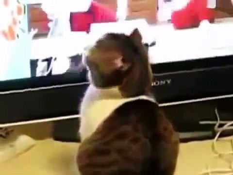 Dünyanın En Komik Hayvanları En Komik Hayvan Videoları İzle