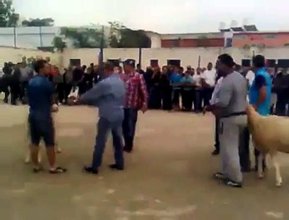 Animal Cruality, Goat Fight [You cant watch this more than once]