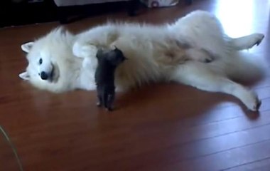 Grand chien vs petit chaton