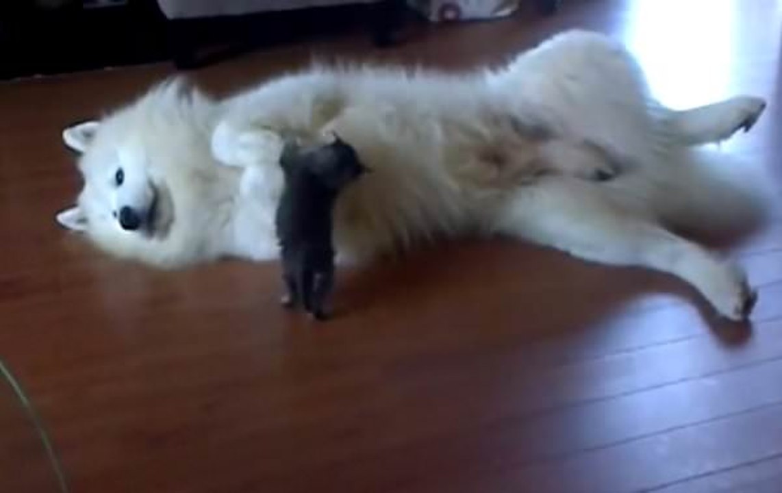 Grand chien vs petit chaton