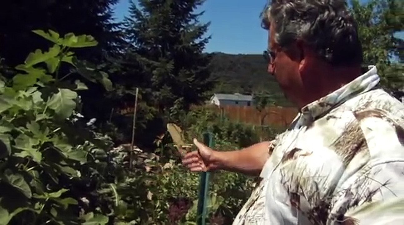 Corey's Garden: Fig Trees