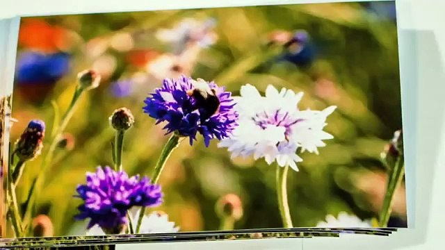 Mad & Woman pour LU Harmony - «Pas d'abeilles, pas de pommes» - mai 2015 - Que fait LU pour la biodiversité