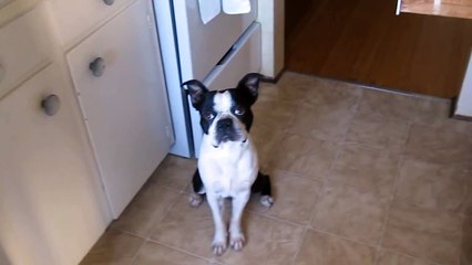 Dexter the guilty Boston Terrier