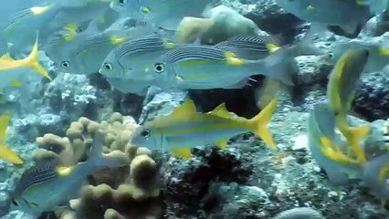 BETC Content pour Club Med - «Premier jour» - mai 2015 - La plongée