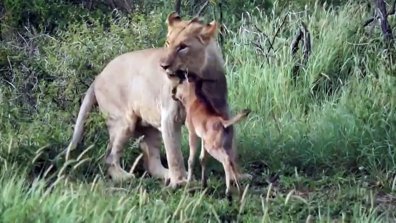 The Lion