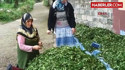 Rize Çayda Yüksek Rekolte Beklentisi