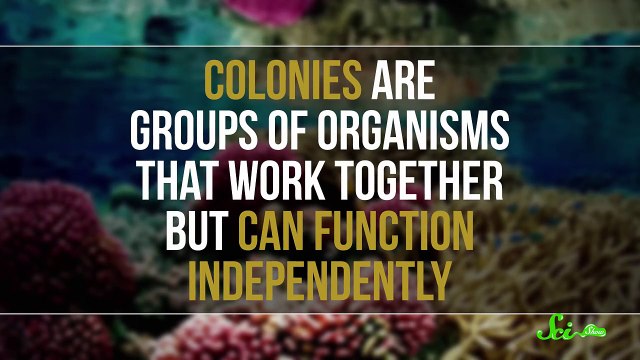 Vidéo explicative galère portugaise