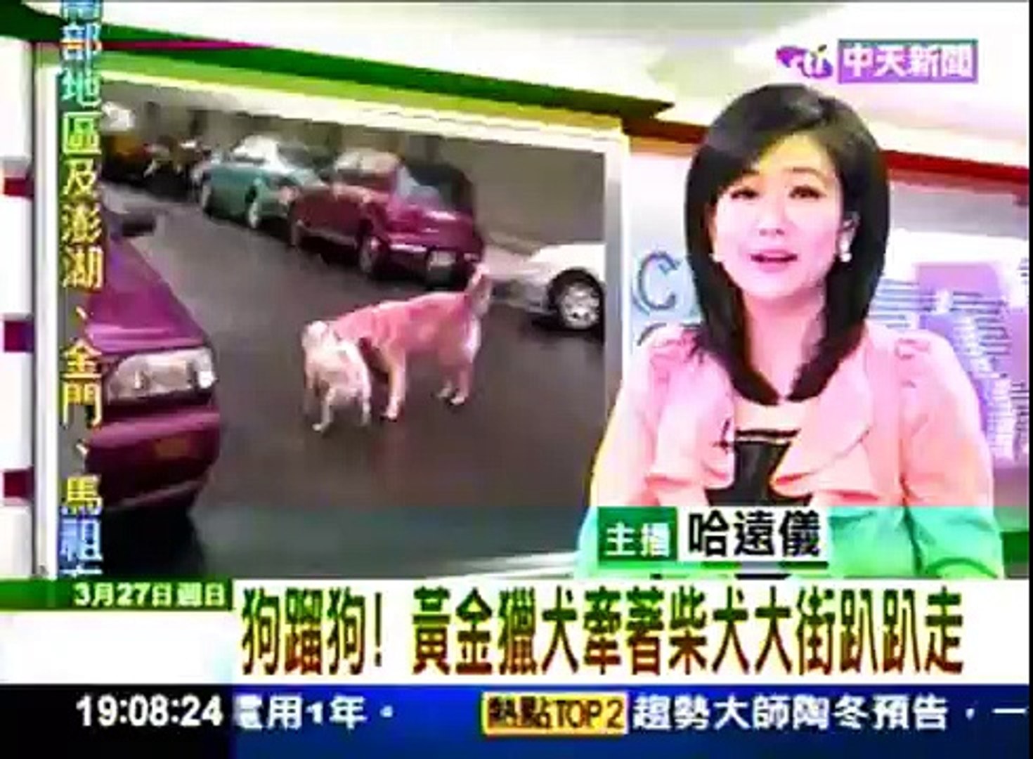 ⁣狗蹓狗！黃金獵犬牽柴犬(20110327中天新聞)