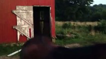PETA sucks and horse freaks out and snorts over camera fright