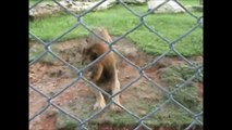 Un lion enfin libre après 13 années de captivité