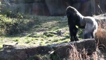 Silverback Gorilla Beating His Chest and More Gorilla Footage St Louis Zoo