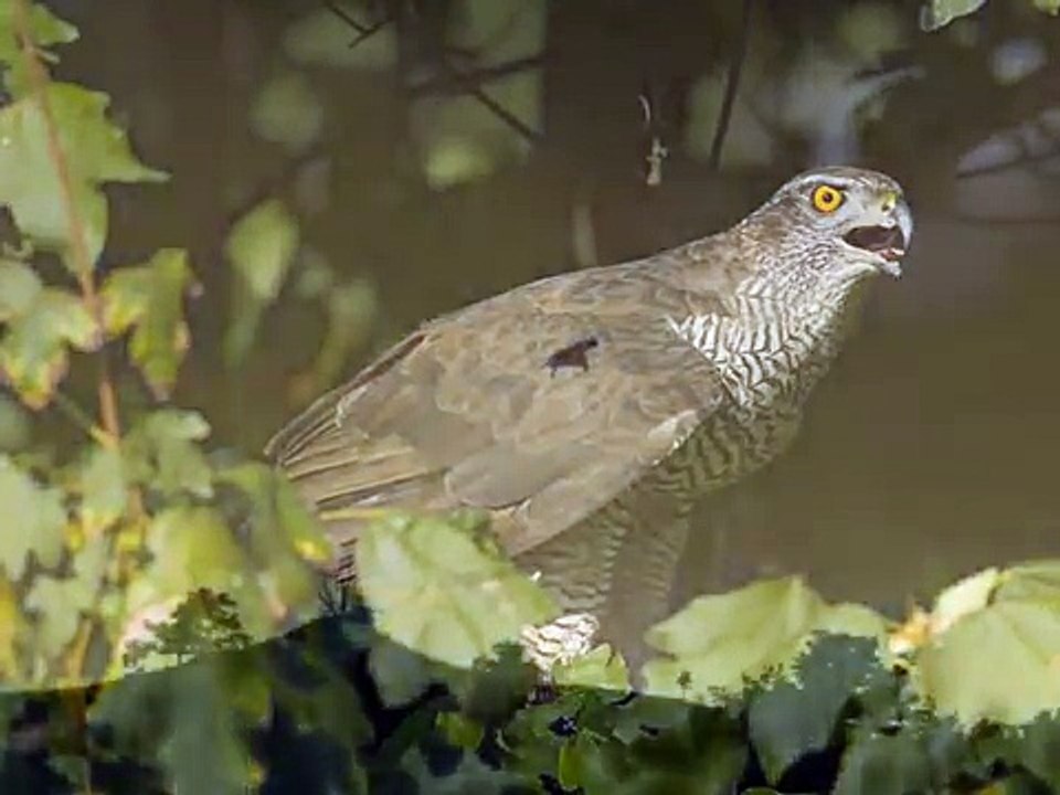 Falco pellegrino (Falco peregrinus): azione di caccia su Piccione domestico (Columba livia)