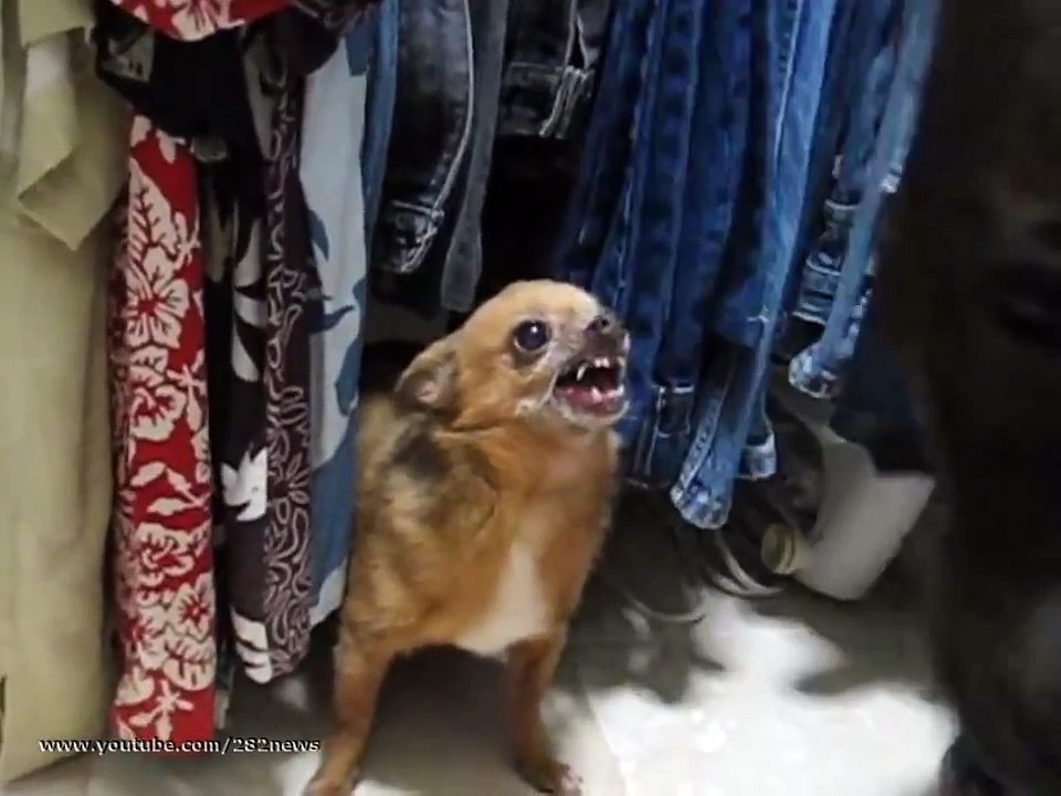 Chihuahua vs Pitbull