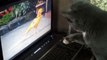 Kitty Plays With Bird On Computer Screen | The NEW Game for Cats