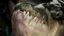 The Goliath Tigerfish : most terrifying thing I have ever seen - River Monsters