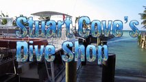 Scuba Diving With Over 40 Sharks in The Bahamas - Stuart Cove