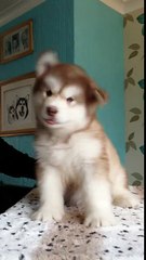 Un chiot Malamute de l'Alaska trop mignon