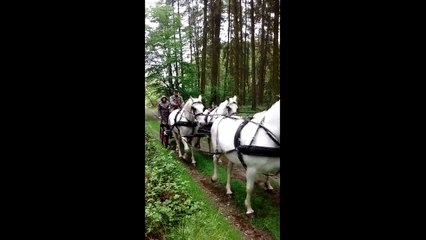 Attelage: Première sortie de l'année à St Gertrude avec les 4 lipizzans